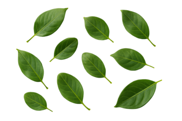 リアルな葉のカット素材　ナチュラルで透明背景の装飾用PNGセット