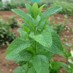 Vibrant Green Mint Plant Closeup in Garden