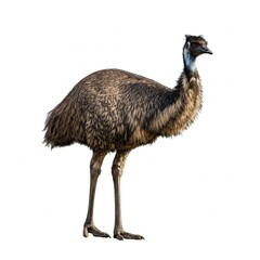 Emu bird isolated on white background with visible texture and strong posture
