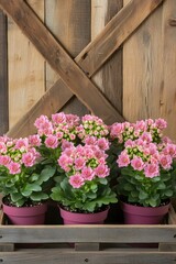 Fototapeta premium Pink Kalanchoe Blossoms in Rustic Wooden Crate