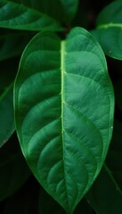 Close-up of dark green exotic leaf with veins and texture, veins, nature
