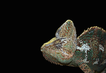 close up of one chameleon