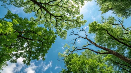 Obraz premium Green Tree Branches In Blue And Sunny Sky