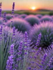 
Beautiful lavender field at sunrise with vibrant purple blossoms and soft golden light, capturing the serene and aromatic atmosphere of blooming nature in summer countryside

