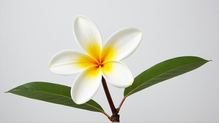 Obraz premium A Captivating Blossom: The Frangipani Flower Showcases Its Delicate White Petals and Vivid Yellow Center in a Serene Floral Portrait.