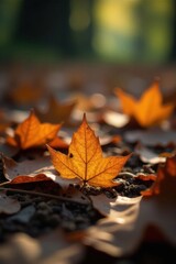 Dried leaves with subtle sheen on forest floor, foliage, autumn, fall