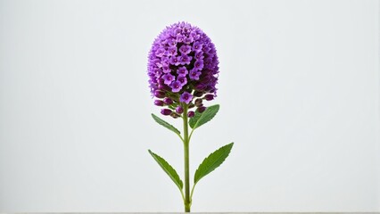 Isolated Beauty: A Single Sprig of Violet Blooms with Elegant Green Leaves against a Clean, Minimalistic Backdrop.