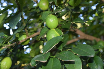 limes tree in the garden are excellent source of vitamin C. Green organic lime citrus fruit hanging on tree. green lemons hanging on branch. Branches of green lime tree with ripe fruits growing