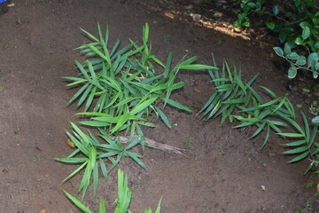 Ginger Plant Growing in Natural Garden Environment – Fresh Green Ginger Leaves and Root System Visible. Lush Green Ginger Plant in a Tropical Backyard Garden – Organic Ginger Cultivation Close-Up