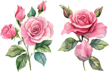 Watercolor Pink Rose Blossom