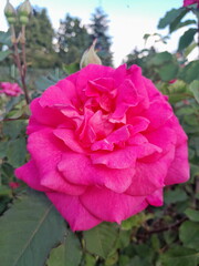 pink rose in garden