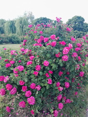 pink flowers in the garden