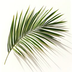 Obraz premium realistic palm leaf shadow cast softly on clean white background perfect for tropical design themes, summer visuals, and minimal natural overlays