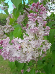 pink lilac blossom