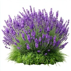 Obraz premium Lavender plant with purple flowers and green leaves isolated on white background