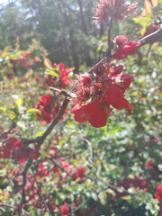 Obraz premium red autumn flower blossom