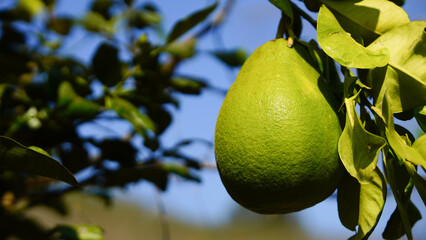 Pomelo fruit growing on a tree in the garden, close up