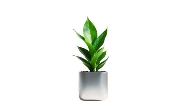 snake plant in square metal pot, modern minimalist decor