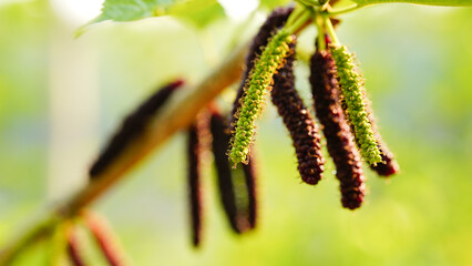 Mulberry tree. Green long fruits mulberries on the branch.