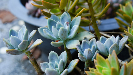 succulent plants with tightly packed green rosettes, their plump leaves forming a symmetrical pattern, thriving in a lush garden setting with natural soil and delicate surrounding foliage