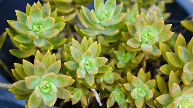 succulent plants with tightly packed green rosettes, their plump leaves forming a symmetrical pattern, thriving in a lush garden setting with natural soil and delicate surrounding foliage