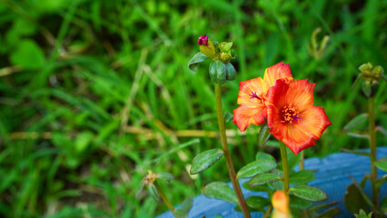 Krokot Mawar or Purslane is a succulent flowering plant native to Argentina, Brazil, Uruguay and often cultivated in garden. It has many common names like Moss rose, ten o'clock and wingpod purslane.