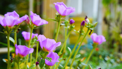 Krokot Mawar or Purslane is a succulent flowering plant native to Argentina, Brazil, Uruguay and often cultivated in garden. It has many common names like Moss rose, ten o'clock and wingpod purslane.