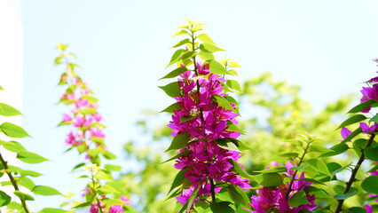 Pink bougainvillea flower in the garden. Paper flower, Bougainvillea glabra Choisy.