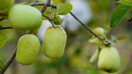 Ripe green apples on the tree. Apples grown in Thailand.