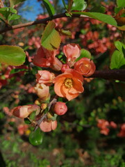 Quince tree blossom