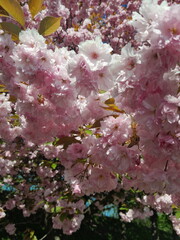pink cherry blossoms