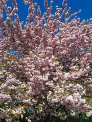 cherry blossom in spring