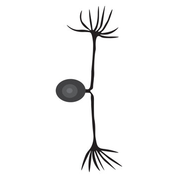 pseudounipolar neuron