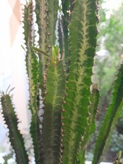 Green cactus