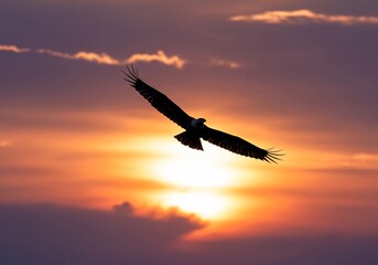 Naklejka premium 夕焼け空を力強く舞う鷲シルエット 壮大な自然美