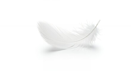 Obraz premium Single white feather image for design projects