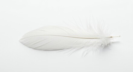 Obraz premium Single white feather studio photography