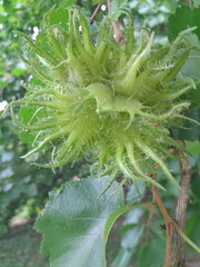 close up of a hazelnut plant