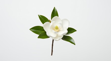 Fototapeta premium White magnolia blossom with green leaves