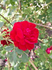 red rose bush