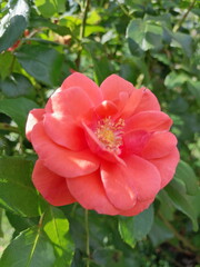pink rose bush