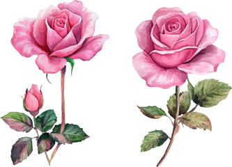 Soft Watercolor Pink Rose Flower