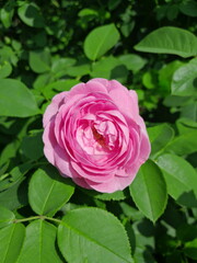 pink rose in garden