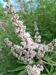 Pink wildflower in garden