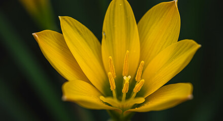 Obraz premium Golden Hour Bloom AI Generated
