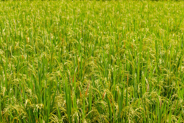 View of rice plants in a rice field