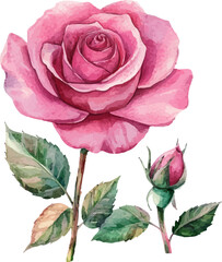 Fototapeta premium pink rose isolated on white background