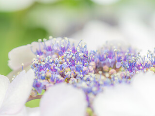 梅雨から初夏の公園や花壇を彩るアジサイのある風景。繊細でカラフルなシベと花びらの様子。花びらや葉っぱの重なりと木漏れ日の光でボケた景色。ぼんやりした花畑のイメージ。