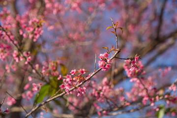 A serene forest landscape with a solitary tree reaching towards the sky, ..surrounded by the beauty of nature in winter,..featuring snow-covered branches and a peaceful ambiance