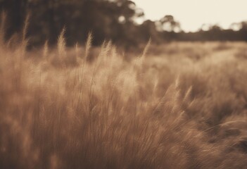 tones golden image nature land space background country australian grass road beside bush copy dry gold plant green environment park landscape australia beauty rural fall field light meadow morning